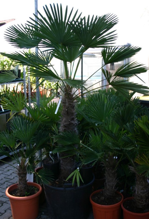 Trachycarpus wagnerianus (Wagners Hanfpalme) TopfØ60cm Höhe210-220cm