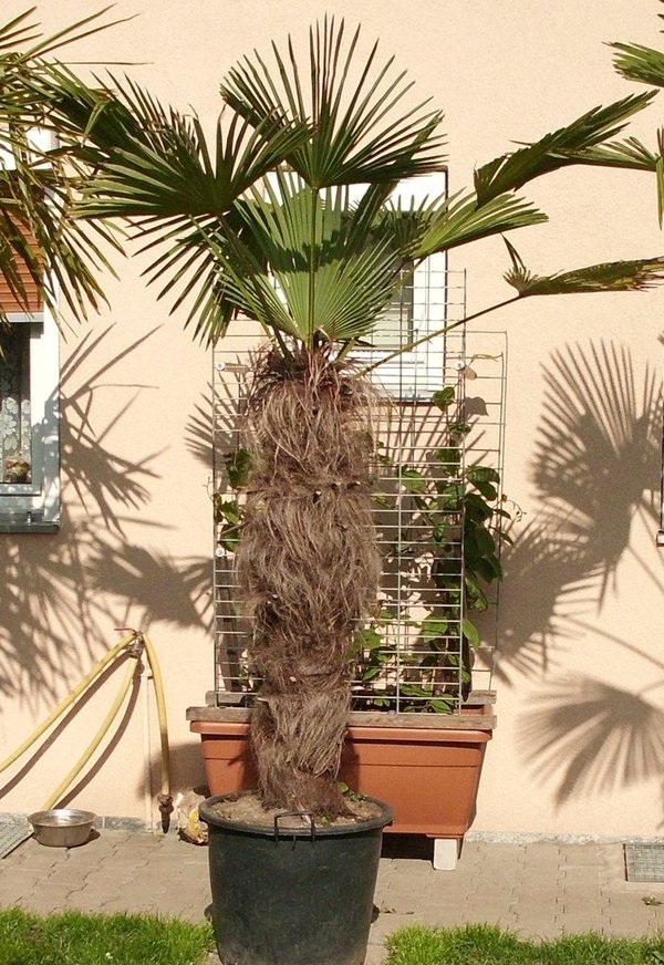 Trachycarpus wagnerianus (Wagners Hanfpalme) TopfØ60cm Höhe220-230cm