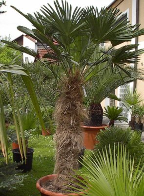 Trachycarpus wagnerianus (Wagners Hanfpalme) TopfØ60cm Höhe230-240cm