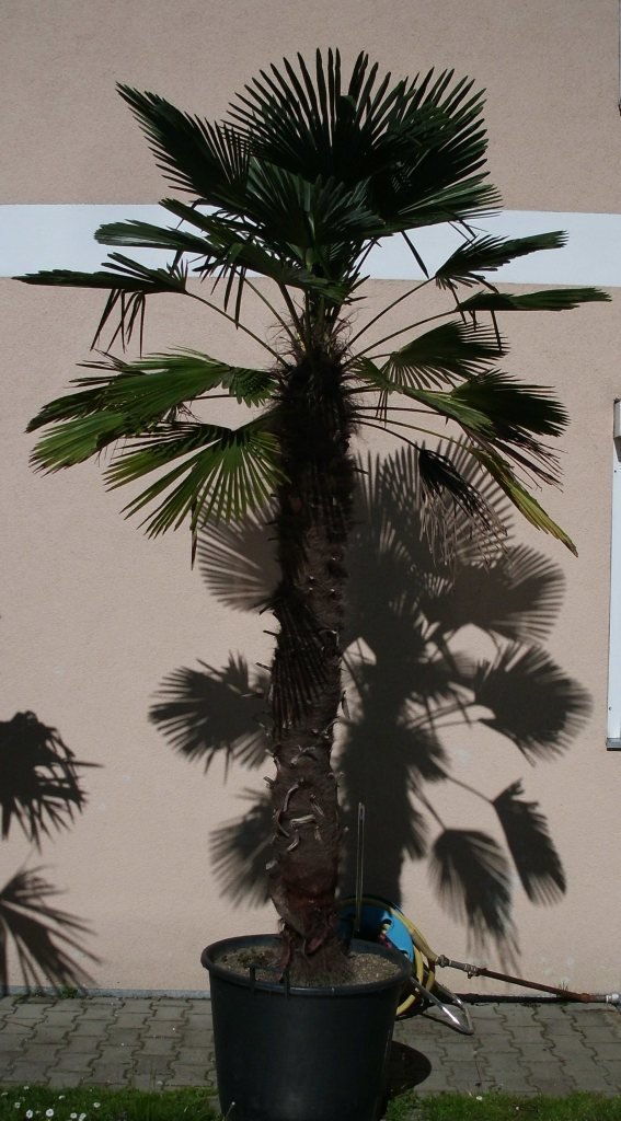 Trachycarpus wagnerianus (Wagners Hanfpalme) Stamm180cmTopfØ70cm Höhe300cm