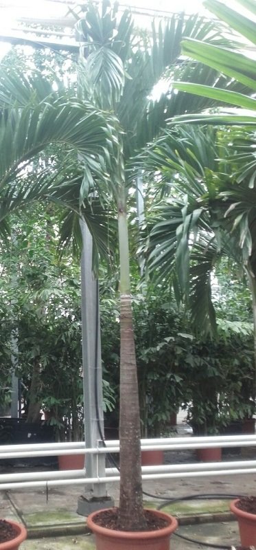 Veitchia merrillii, Weihnachtspalme, Manilapalme, 1Stamm TopfØ70cm Höhe450cm