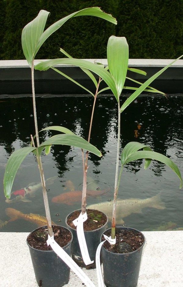 Wodyetia bifurcata (Fuchsschwanzpalme) pot 13cm height 40-50cm
