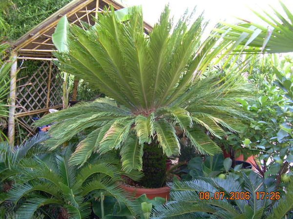 Cycas revoluta (Palmfarn/Sagopalme) Knolle5cm TopfØ10cm Höhe30-40cm