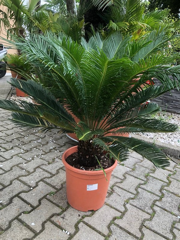 Cycas revoluta (Palmfarn/Sagopalme) Stammhöhe15-20cm TopfØ24cm Höhe 100cm