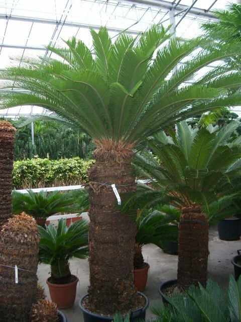 Cycas revoluta (Palmfarn/Sagopalme) Stammhöhe25cm TopfØ35cm Höhe120cm