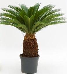 Cycas revoluta (Palmfarn/Sagopalme) Stammhöhe30cm TopfØ40cm Höhe140cm
