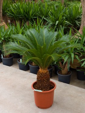 Cycas revoluta (Palmfarn/Sagopalme) Stammhöhe35cm TopfØ45cm Höhe140cm