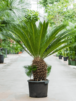 Cycas revoluta (Palmfarn/Sagopalme) Stammhöhe40cm TopfØ55cm Höhe150cm