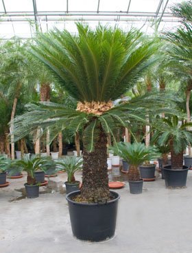 Cycas revoluta (Palmfarn/Sagopalme) Stammhöhe100cm Ø30cm TopfØ90cm Höhe250cm