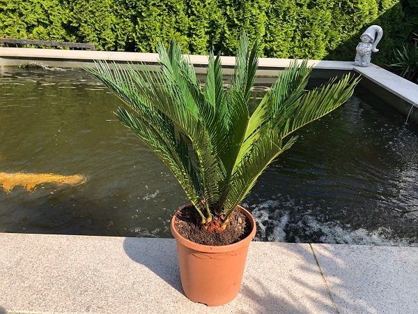 Cycas revoluta(Palmfarn)Topf:Ø27cm Höhe 70cm