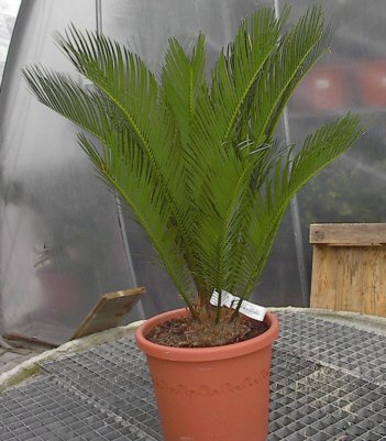 Cycas revoluta (Palmfarn/Sagopalme) Knolle10cm TopfØ26cm Höhe60-80cm