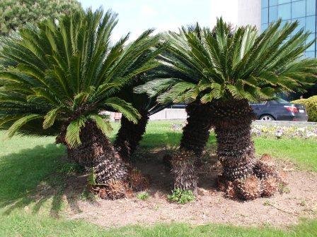 Cycas revoluta (Palmfarn/Sagopalme) Knolle10+cm TopfØ24cm Höhe60-80cm