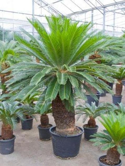 Cycas revoluta (Palmfarn/Sagopalme) Stammhöhe55cm TopfØ55cm Höhe160cm