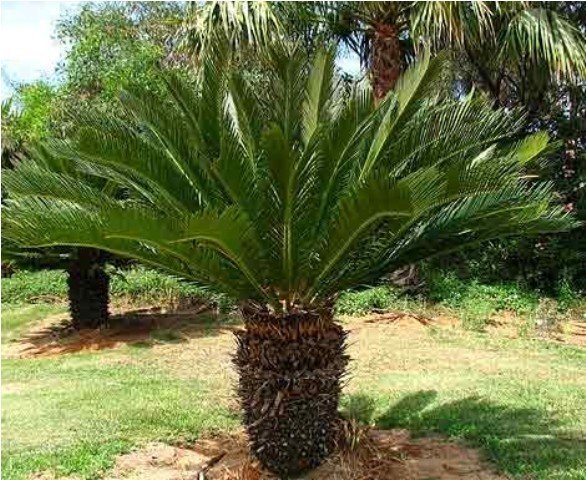 Cycas revoluta (Palmfarn/Sagopalme) Stammhöhe55cm TopfØ55cm Höhe160cm