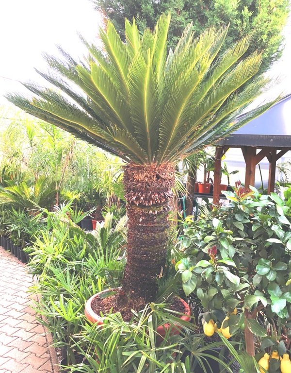 Cycas revoluta (Palmfarn/Sagopalme) Stammhöhe100cm TopfØ60cm Höhe225+cm