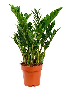 Zamioculcas zamiifolia (Glücksfeder) Topf: Ø24cm Höhe 60-70cm