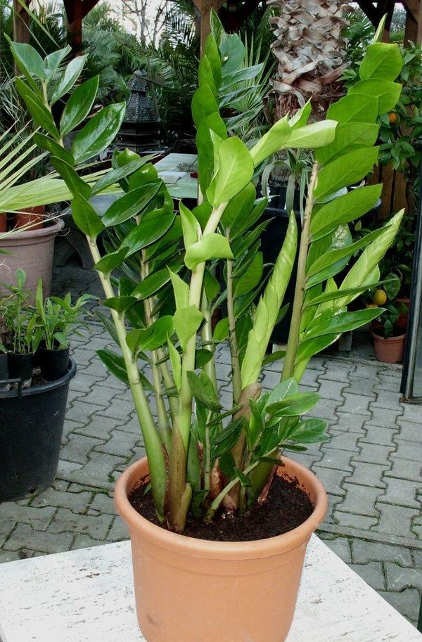 Zamioculcas zamiifolia (Glücksfeder) Topf: Ø30cm Höhe 80-100cm