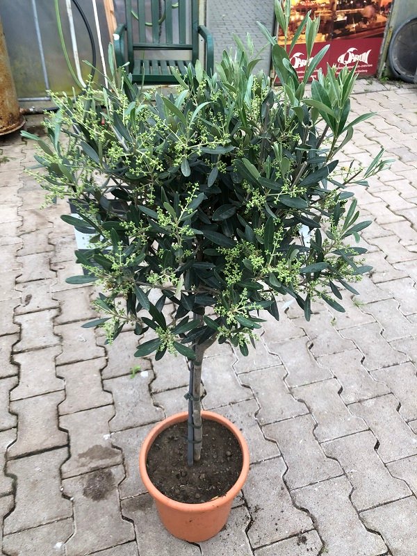 Olea europaea (Olivenbaum) Stamm TopfØ22cm Höhe100-120cm