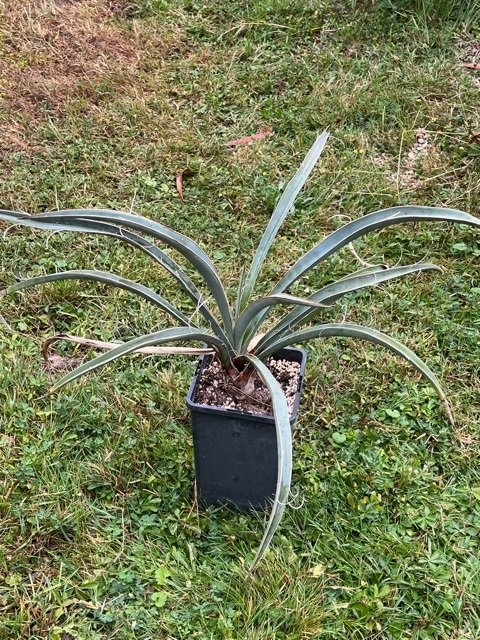 Yucca baccata (Blaue Palmlilie, Banana Yucca) Topf 10cm Höhe 10-20cm