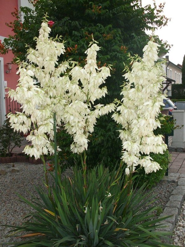 Yucca filamentosa (palmlilie) TopfØ12cm Höhe 25-30 cm