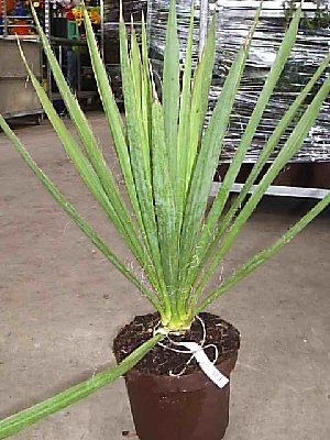 Yucca filamentosa (palmlilie) TopfØ19cm Höhe40-60cm