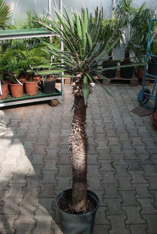 Yucca filifera Stammhöhe 80-90cm TopfØ30cm Höhe150cm