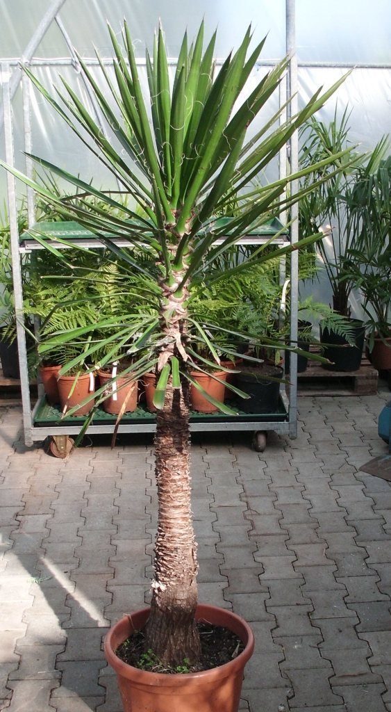 Yucca filifera Stammh.110-120)TopfØ40cm Höhe180cm