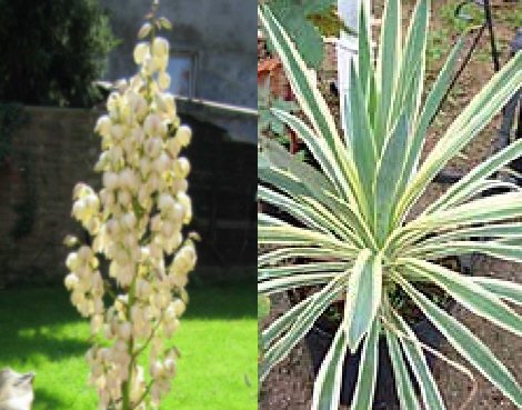 Yucca gloriosa Variegata (Kerzen palmlilie) TopfØ21cm Höhe40cm