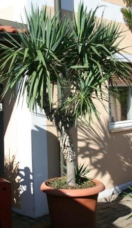 Yucca gloriosa (Spanischer Dolch oder Freilandyucca) Topf 17cm Höhe 35cm