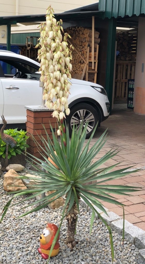 Yucca gloriosa (Spanischer Dolch) 1Stamm10cm TopfØ28cm Höhe80cm