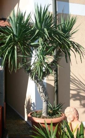 Yucca gloriosa (Spanischer Dolch) 1Stamm20cm TopfØ28cm Höhe110cm