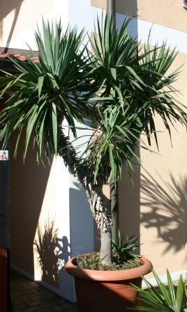 Yucca gloriosa (Spanischer Dolch) 1Stamm50cm TopfØ40cm Höhe150cm