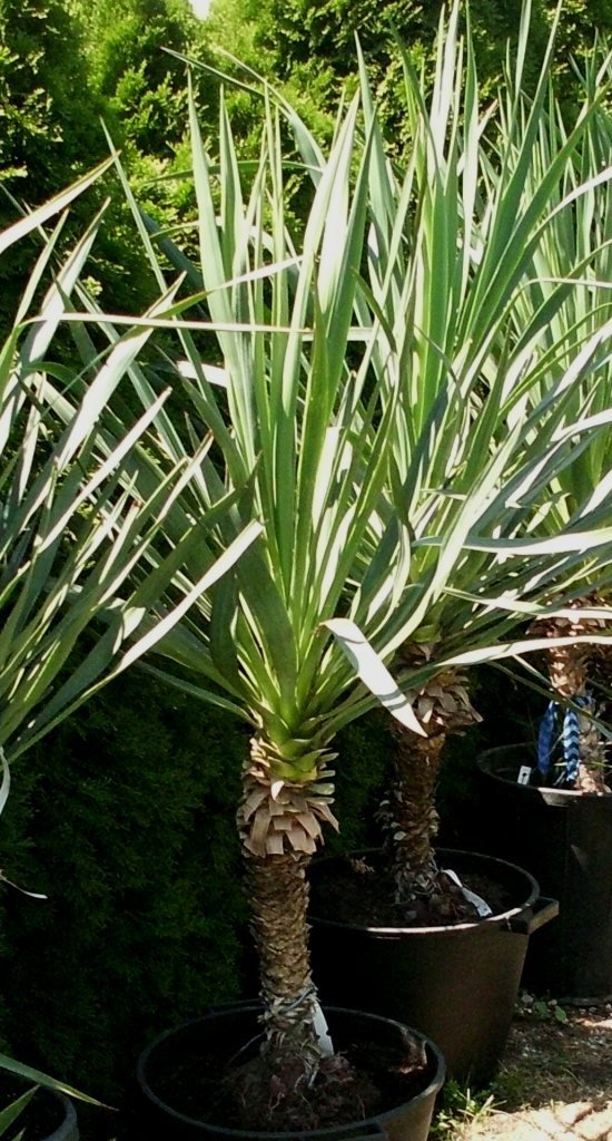 Yucca gloriosa (Spanischer Dolch oder Freilandyucca) 1Stamm45+cm TopfØ38cm Höhe150cm