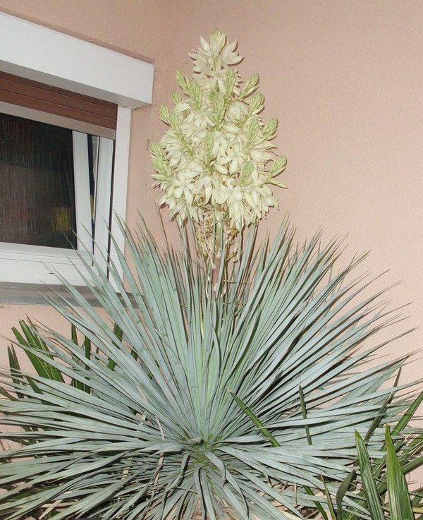 Yucca rostrata (Big Bend-Yucca) Stamm 40-50cm TopfØ35cm Höhe125cm