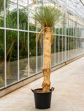 Yucca rostrata (Big Bend-Yucca)Stamm 130-150 TopfØ43cm Höhe200cm