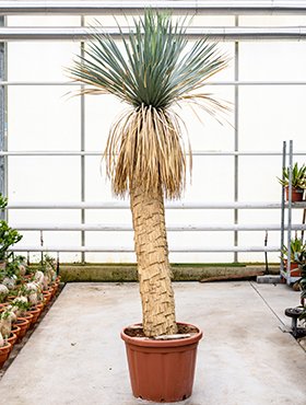 Yucca rostrata (Big Bend-Yucca) Stamm 150-160 TopfØ55cmHöhe280cm