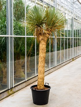 Yucca rostrata (Big Bend-Yucca) Verzweigt 2KopfTopfØ55cm Höhe240cm