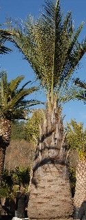 Jubaea chilensis (Honigpalme) Stamm TopfØ100cm Höhe400cm