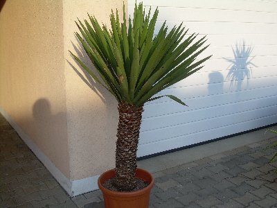 Yucca treculeana (Spanisches Bajonett) TopfØ12cm Höhe30cm