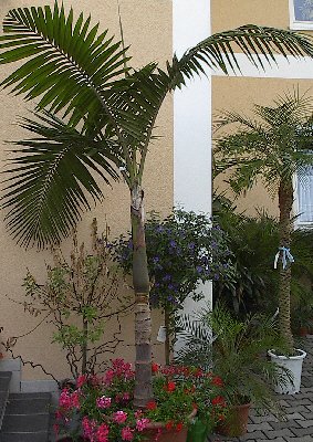 3 Stück Palmen im Topf Ø14cm Höhe 60+cm Bungalowpalme, Petticoat-Palme, Spindelpalme.