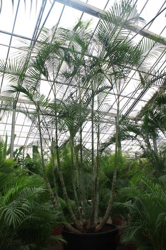 Areca-Chrysalidocarpus lutescens(Goldfruchtp.) Topf:Ø120cm Höhe650cm
