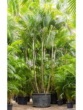 Chrysalidocarpus lutescens (Goldfruchtpalme)  Topf:Ø50cm Höhe280cm