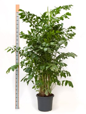 Caryota mitis ( Fischschwanzpalme )  Topf29cm Höhe140cm