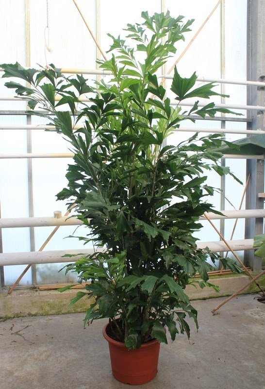 Caryota mitis ( Fischschwanzpalme )  Topf29cm Höhe140cm