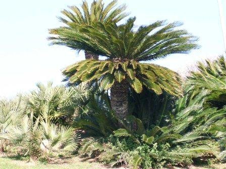 Cycas revoluta (Palmfarn/Sagopalme) St.H.140cm TopfØ65cm Höhe350cm