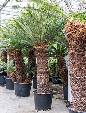 Cycas revoluta (Palmfarn/Sagopalme) St.H.140cm 2Kopf TopfØ60cm Höhe275cm