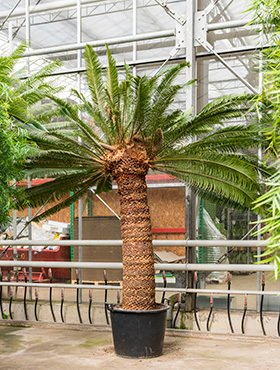 Cycas revoluta (Palmfarn/Sagopalme) St.H.160cm 3Kopf TopfØ60cm Höhe300cm