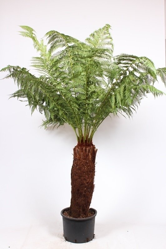 Dicksonia antartica Stamm 130-140cm Topf50cm Höhe270+cm