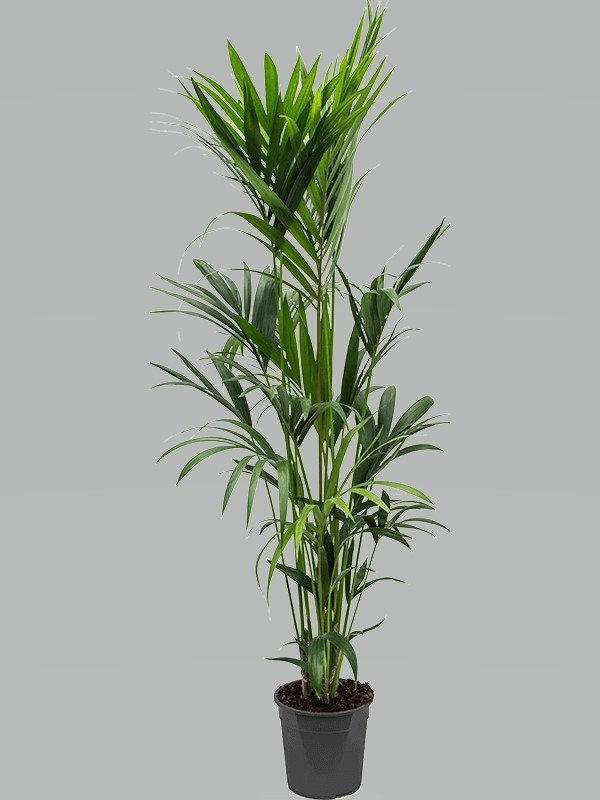 Howea forsteriana (Kentia forsteriana) Topf 17cm Höhe 80cm