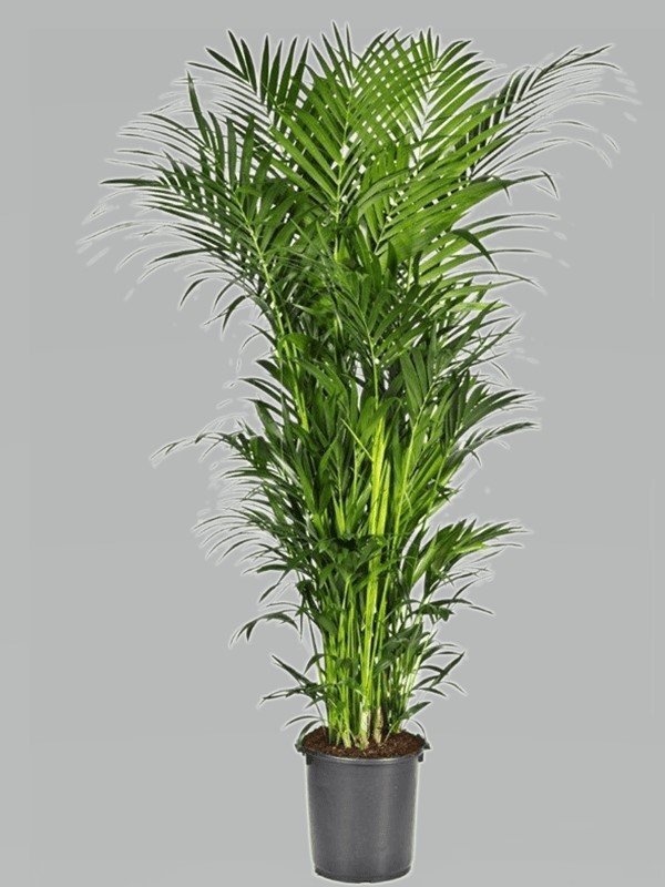 Howea forsteriana (Kentia forsteriana) Topf 17cm Höhe 80cm